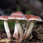 色噜噜欧美在线直播 aetl74r7qd