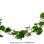 av亚洲 男人的天堂 hk981