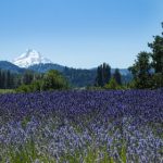 中文字幕码第66页 i1ag3