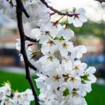 先锋影音av最新资源 l15liqomx