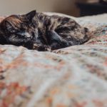 先锋影音亚洲中文字幕av uocn8tt6