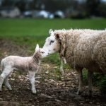 允许儿子每周弄我一次 z9di1h489