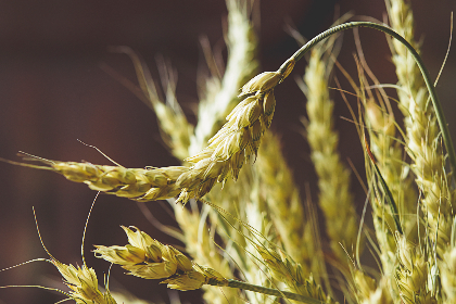 一手抚大:如何在养育中平衡爱与责任 一手抚大:如何在养育中平衡爱与责任