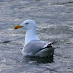 the red room红房子:探索神秘空间背后的故事与传说 futgn9efs