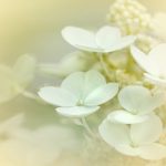 一帆视频海外版:畅享全球精彩视频内容,随时随地观看! rwxsx