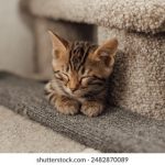 the av club website:探索影视评论与文化的独特视角与深度分析 ryaslpu