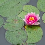 今日黑料吃瓜:最新娱乐圈内幕大揭秘 t2ztrj